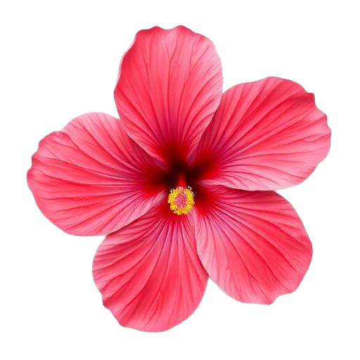 hibiscus