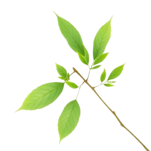 neem